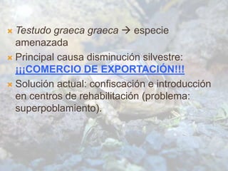  Testudo graeca graeca  especie
amenazada
 Principal causa disminución silvestre:
¡¡¡COMERCIO DE EXPORTACIÓN!!!
 Solución actual: confiscación e introducción
en centros de rehabilitación (problema:
superpoblamiento).
 