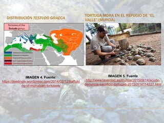 DISTRIBUCIÓN TESTUDO GRAECA
TORTUGA MORA EN EL REFUGIO DE “EL
VALLE” (MURCIA)
IMAGEN 4. Fuente:
https://jleetingle.wordpress.com/2014/02/12/trafficki
ng-of-moroccan-tortoises/
IMAGEN 5. Fuente
http://www.laverdad.es/murcia/201509/14/acude-
denuncia-sacrificio-tortugas-20150914114227.html
 