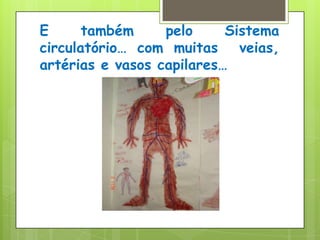 E também pelo Sistema  circulatório… com muitas  veias, artérias e vasos capilares…