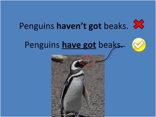 Penguins haven’t got beaks. 
Penguins have got beaks. 
 