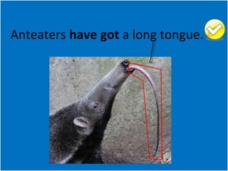 Anteaters have got a long tongue. 
