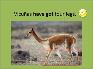 Vicuñas have got four legs. 
 