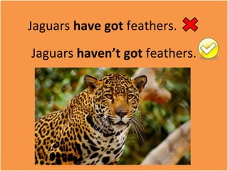 Jaguars have got feathers. 
Jaguars haven’t got feathers. 
 