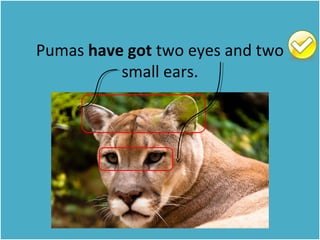 Pumas have got two eyes and two 
small ears. 
 
