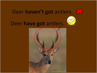 Deer haven’t got antlers. 
Deer have got antlers. 
 