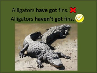 Alligators have got fins. 
Alligators haven’t got fins. 
 