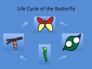 Life Cycle of the Butterfly 