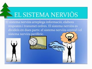 EL SISTEMA NERVIÒS
El sistema nerviòs arreplega informació, elabora
respostes i transmet ordres. El sistema nerviòs es
divideix en dues parts: el sistema nerviòs central i el
sistema nerviòs perifèric.
 