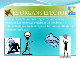 ELS ÒRGANS EFECTORS
Els òrgans efectors s`encarreguen d´executar les
respostes.Les respostes poden ser un moviment 0
l´eboració de sustancies.L´aparell locomotor està format
per ossos i músculs.
 