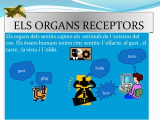 ELS ORGANS RECEPTORS
Els organs dels sentits capten els estímuls de l´exterior del
cos. Els éssers humans tenim cinc sentits: l´olfacte, el gust , el
tacte , la vista i l´oïda.
tacte
brrr
loida
glag
gust
 