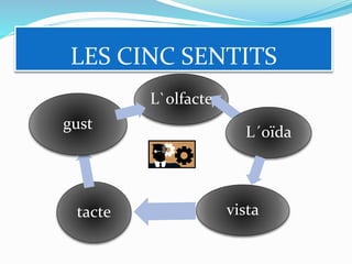 LES CINC SENTITS
L`olfacte
L´oïda
vistatacte
gust
 