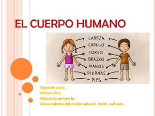 EL CUERPO HUMANO
Segundo curso.
Primer ciclo.
Educación primaria.
Conocimiento del medio natural, social, cultural.
 