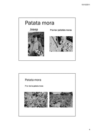 19/10/2011




Patata mora
      Josep               Plantar patates mores




Patata mora
Fl or de la patata mora




                                                          4
 