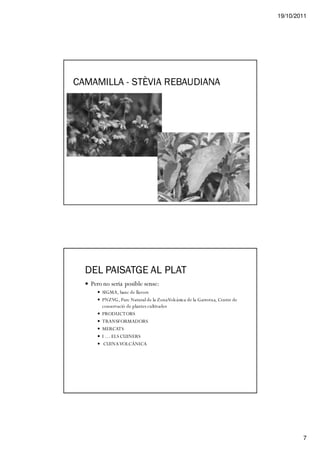 19/10/2011




CAMAMILLA - STÈVIA REBAUDIANA




  DEL PAISATGE AL PLAT
   Pero no seria posible sense:
       SIGMA, banc de llavors
       PNZVG, Parc Natural de la Zona Volcánica de la Garrotxa, Centre de
       conservació de plantes cultivades
       PRODUCTORS
       TRANSFORMADORS
       MERCATS
       I … ELS CUINERS
        CUINA VOLCÀNICA




                                                                                    7
 