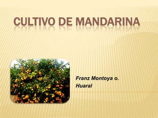 CULTIVO DE MANDARINA



         Franz Montoya o.
         Huaral
 