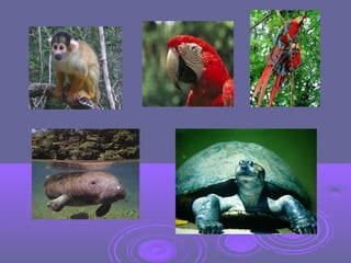 Power point cultural nuevaaa