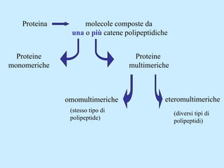 Proteina molecole composte da  una   o  più  catene polipeptidiche Proteine monomeriche Proteine  multimeriche omomultimeriche eteromultimeriche (stesso tipo di polipeptide) (diversi tipi di polipeptidi) 