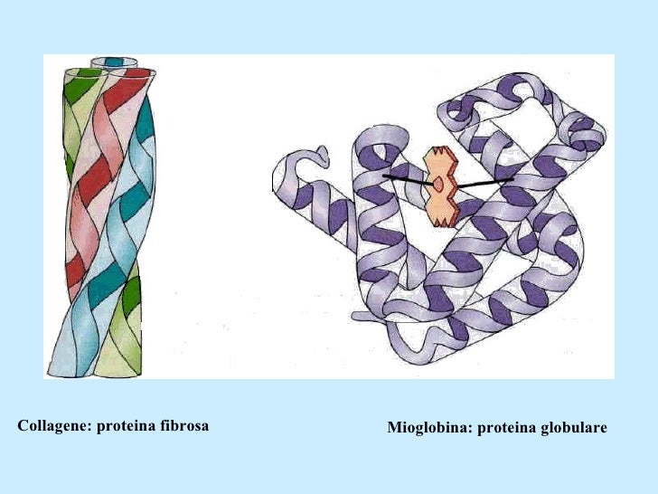 Risultati immagini per proteine fibrose