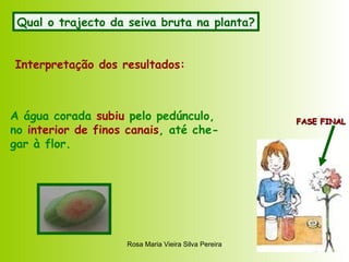 Qual o trajecto da seiva bruta na planta? FASE FINAL Interpretação dos resultados: A água corada  subiu  pelo pedúnculo, no  interior de finos canais , até che- gar à flor. 