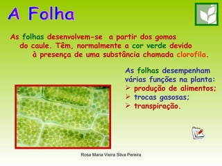 A Folha As  folhas  desenvolvem-se  a partir dos gomos  do caule. Têm, normalmente a  cor verde  devido à presença de uma substância chamada  clorofila . As  folhas  desempenham várias funções na planta: produção de alimentos; trocas gasosas; transpiração. 
