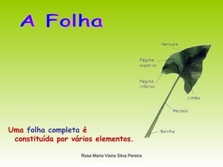 Uma  folha completa  é  constituída por vários elementos. A Folha 