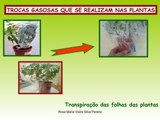 TROCAS GASOSAS QUE SE REALIZAM NAS PLANTAS Transpiração das folhas das plantas 