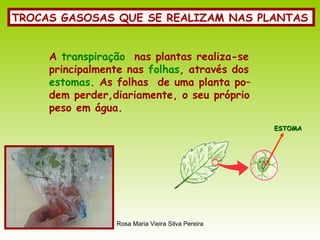 TROCAS GASOSAS QUE SE REALIZAM NAS PLANTAS A  transpiração   nas plantas realiza-se principalmente nas  folhas , através dos estomas . As folhas  de uma planta po– dem perder,diariamente, o seu próprio peso em água. ESTOMA 