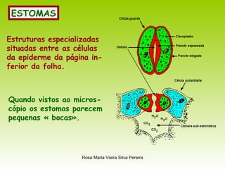 ESTOMAS Estruturas especializadas situadas entre as células da epiderme da página in- ferior da folha. Quando vistos ao micros- cópio os estomas parecem pequenas « bocas». 