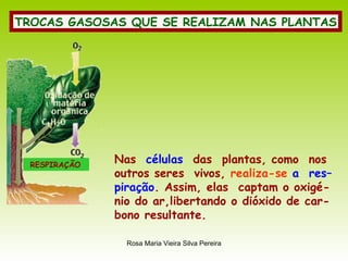 TROCAS GASOSAS QUE SE REALIZAM NAS PLANTAS Nas  células   das  plantas, como  nos outros seres  vivos,  realiza-se  a  res– piração . Assim, elas  captam o oxigé- nio do ar,libertando o dióxido de car- bono resultante.  RESPIRAÇÃO 