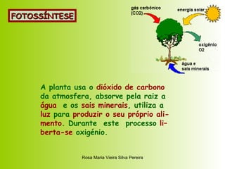 FOTOSSÍNTESE A planta usa o  dióxido de carbono da atmosfera, absorve pela raiz a água  e os  sais minerais , utiliza a luz  para  produzir o seu próprio ali- mento . Durante  este  processo  li– berta-se  oxigénio. 