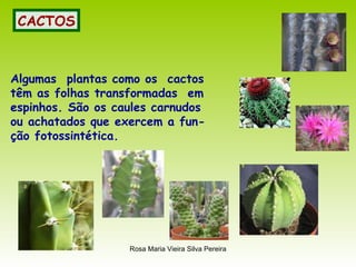 CACTOS Algumas  plantas como os  cactos têm as folhas transformadas  em espinhos. São os caules carnudos ou achatados que exercem a fun- ção fotossintética. 