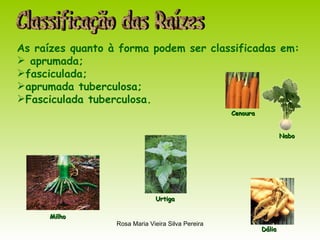 Classificação das Raízes As raízes quanto à forma podem ser classificadas em: aprumada; fasciculada; aprumada tuberculosa; Fasciculada tuberculosa.  Dália Cenoura Nabo Milho Urtiga 