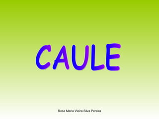 CAULE 