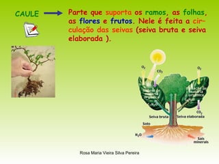 CAULE Parte que  suporta  os  ramos , as  folhas ,  as  flores  e  frutos . Nele é feita a  cir– culação das seivas  (seiva bruta e seiva elaborada ).  