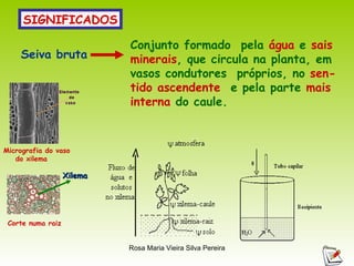 SIGNIFICADOS Seiva bruta  Conjunto formado  pela  água  e  sais minerais , que circula na planta, em vasos condutores  próprios, no  sen- tido ascendente   e pela parte  mais interna  do caule.  Corte numa raiz Micrografia do vaso do xilema Xilema 