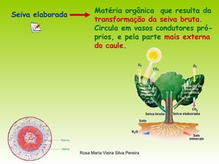 Seiva elaborada Matéria orgânica  que resulta da  transformação da seiva bruta . Circula em vasos condutores pró- prios, e pela parte  mais externa   do caule . 