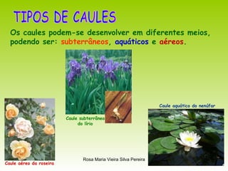 TIPOS DE CAULES Os caules podem-se desenvolver em diferentes meios, podendo ser:  subterrâneos ,  aquáticos  e  aéreos . Caule aéreo da roseira Caule aquático do nenúfar Caule subterrâneo do lírio 