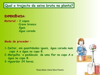 Qual o trajecto da seiva bruta na planta? EXPERIÊNCIA: Material :  2 copos Cravo branco Água Água corada Modo de proceder : 1-Deitar, em quantidades iguais, água corada num copo A e água no copo B.  2-Mergulha  o pedúnculo  de uma flor no copo A e água no copo B. 3-Aguardar 24 horas.  