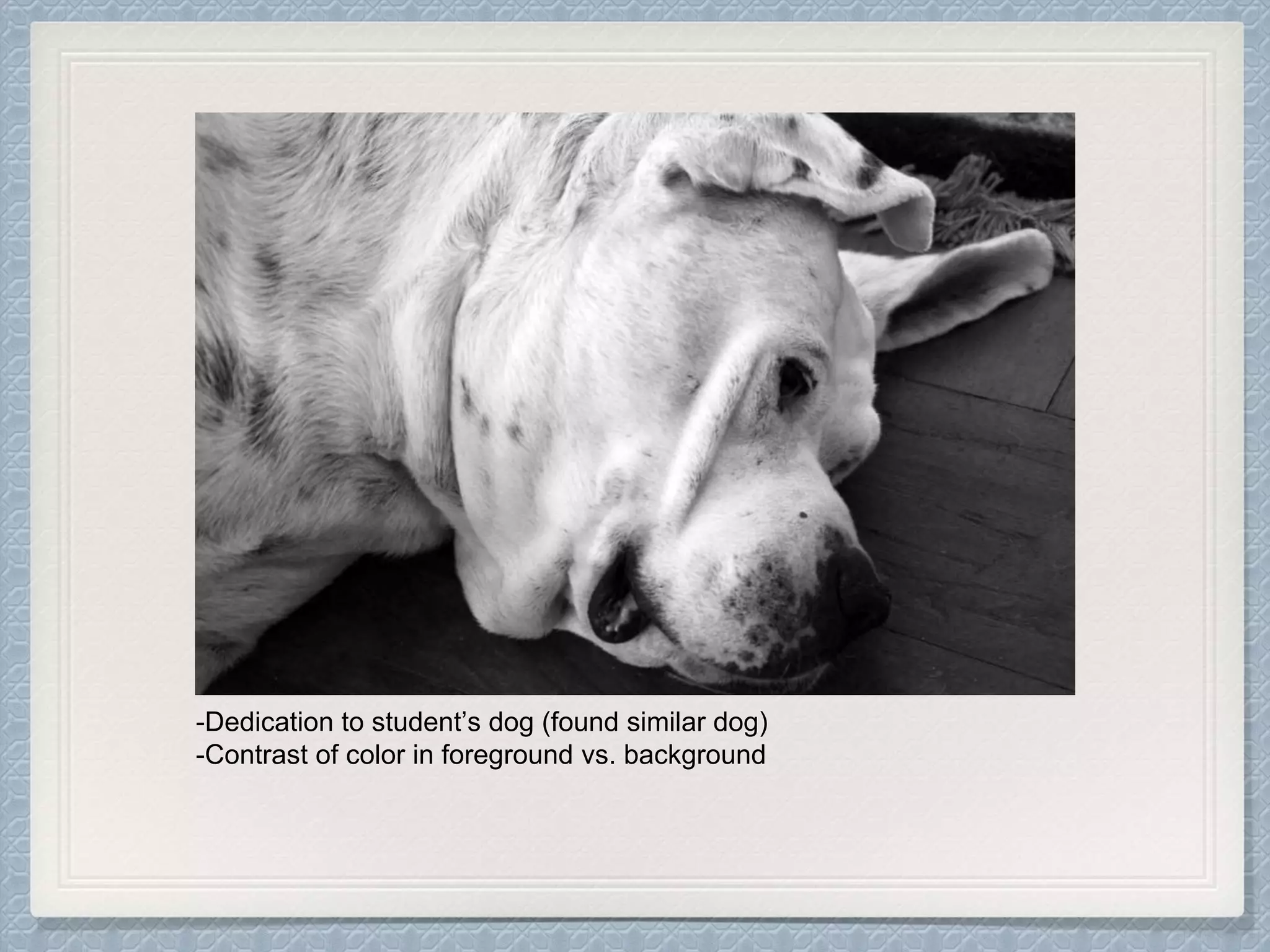 -Dedication to student’s dog (found similar dog)
-Contrast of color in foreground vs. background
 