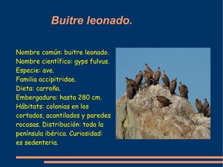 Buitre leonado.

Nombre común: buitre leonado.
Nombre científico: gyps fulvus.
Especie: ave.
Familia accipitridae.
Dieta: ...