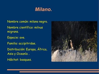 Milano.

Nombre común: milano negro.
Nombre científico: milvus
migrans.
Especie: ave.
Familia: accipitridae.
Distribución:...