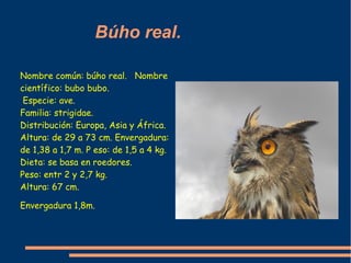 Búho real.

Nombre común: búho real. Nombre
científico: bubo bubo.
 Especie: ave.
Familia: strigidae.
Distribución: Europa...