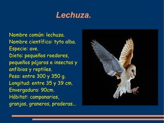 Lechuza.

Nombre común: lechuza.
Nombre científico: tyto alba.
Especie: ave.
Dieta: pequeños roedores,
pequeños pájaros e ...