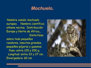 Mochuelo.

Nombre común: mochuelo
europeo. Nombre científico;
athene noctua. Distribución:
Europa y Norte de África.
     ...