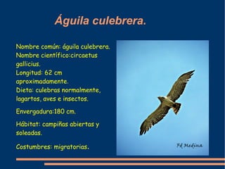 Águila culebrera.

Nombre común: águila culebrera.
Nombre científico:circaetus
gallicius.
Longitud: 62 cm
aproximadamente....