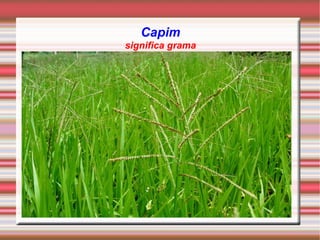 Capim significa grama 