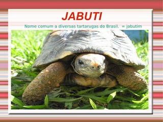 JABUTI Nome comum a diversas tartarugas do Brasil.  = jabutim 