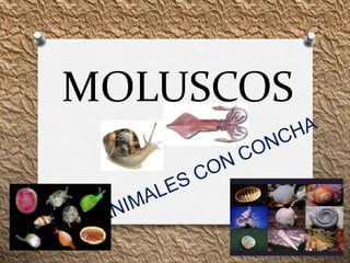 MOLUSCOS
 