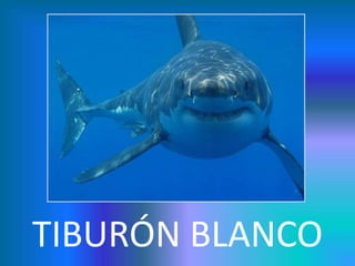 TIBURÓN BLANCO

 