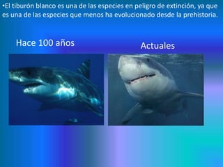 •El tiburón blanco es una de las especies en peligro de extinción, ya que
es una de las especies que menos ha evolucionado...